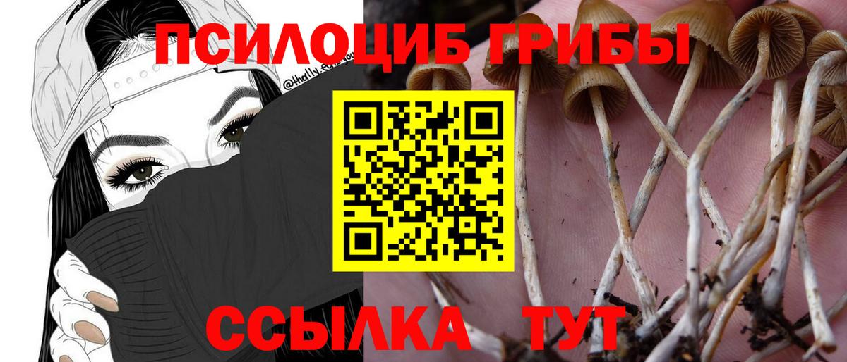 Галлюциногенные грибы Cubensis  Вход с VPN  Кизилюрт 